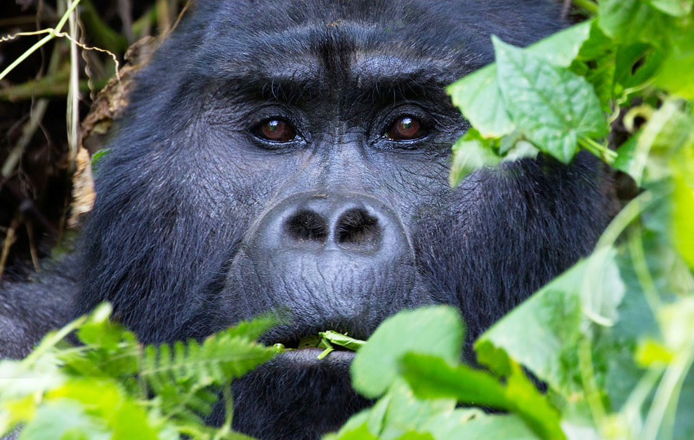 Gorilla - Wanyamapori